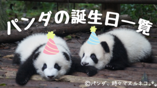 パンダの名前一覧!日本の歴代パンダ総まとめ(上野・和歌山・神戸)