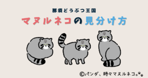 那須どうぶつ王国にいるマヌルネコ、ボル・ポリー・レフの見分け方を解説する記事のアイキャッチ画像