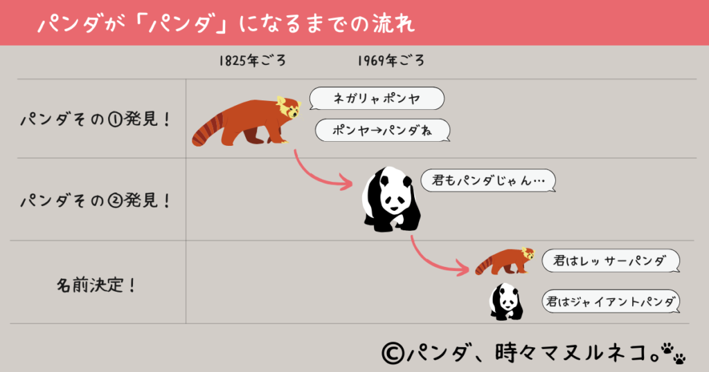 ジャイアントパンダの和名はシロクログマ!?名前の由来を調査! | パンダ、時々マヌルネコ。