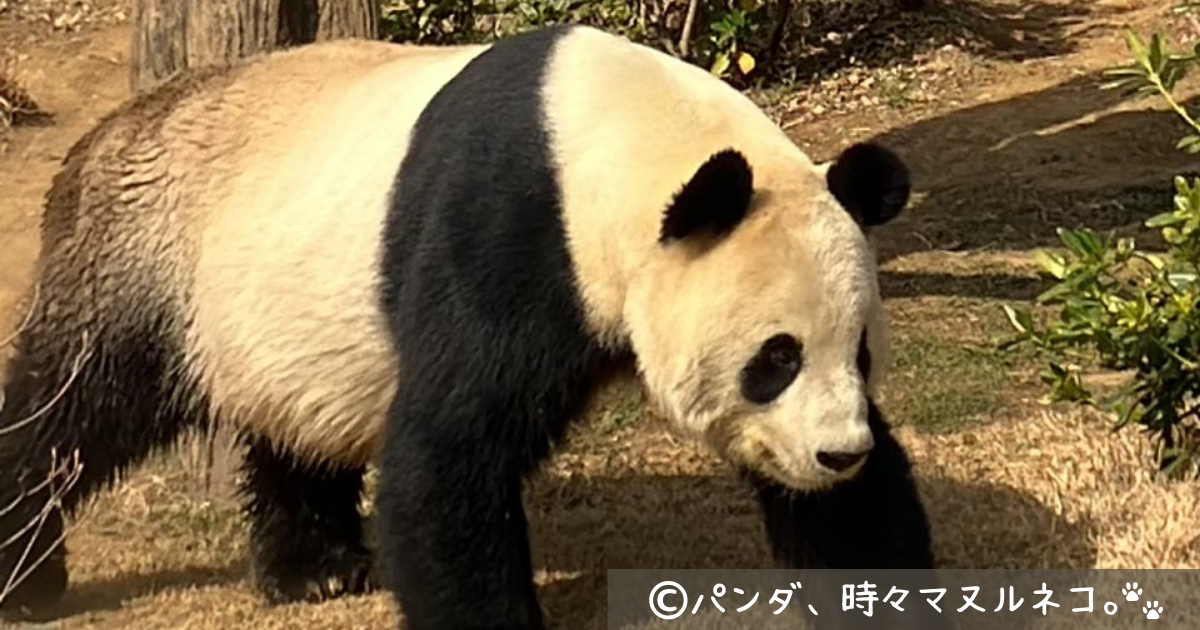 上野動物園のパンダの名前は?現在いる4頭のプロフィールまとめ! | パンダ、時々マヌルネコ。