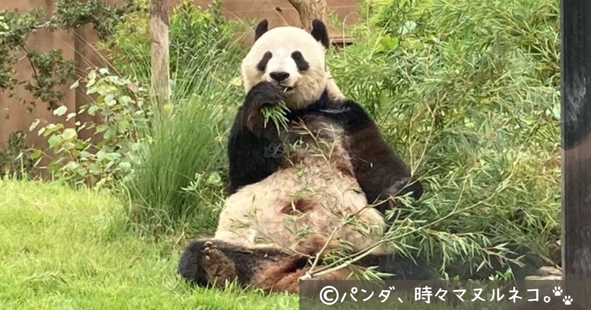 上野動物園のパンダの名前は?現在いる4頭のプロフィールまとめ! | パンダ、時々マヌルネコ。