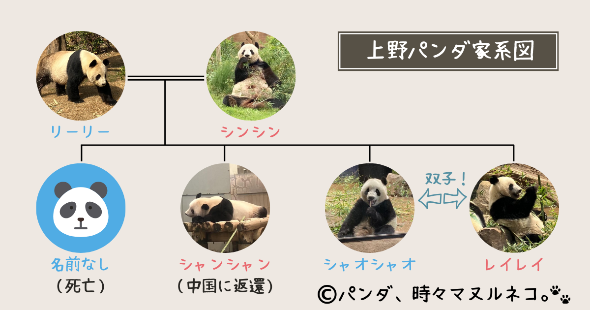 上野動物園｜パンダの家系図(最新版)双子が生まれたのはいつ？