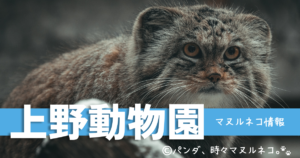 上野動物園のマヌルネコの展示に関する情報を解説。展示場所・展示時間など、見逃さないための情報盛りだくさん。