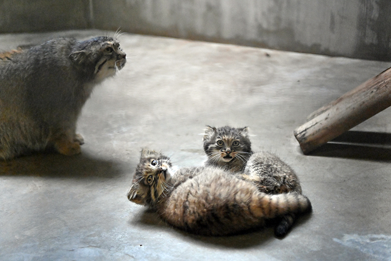 2024年に上野動物園で誕生したマヌルネコの赤ちゃん