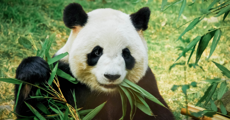 Panda Feuille