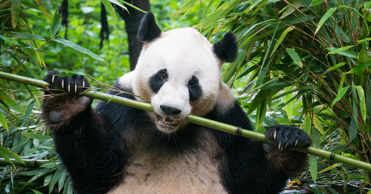 パンダは笹以外も食べるの?実は雑食な食生活の秘密を徹底解剖!