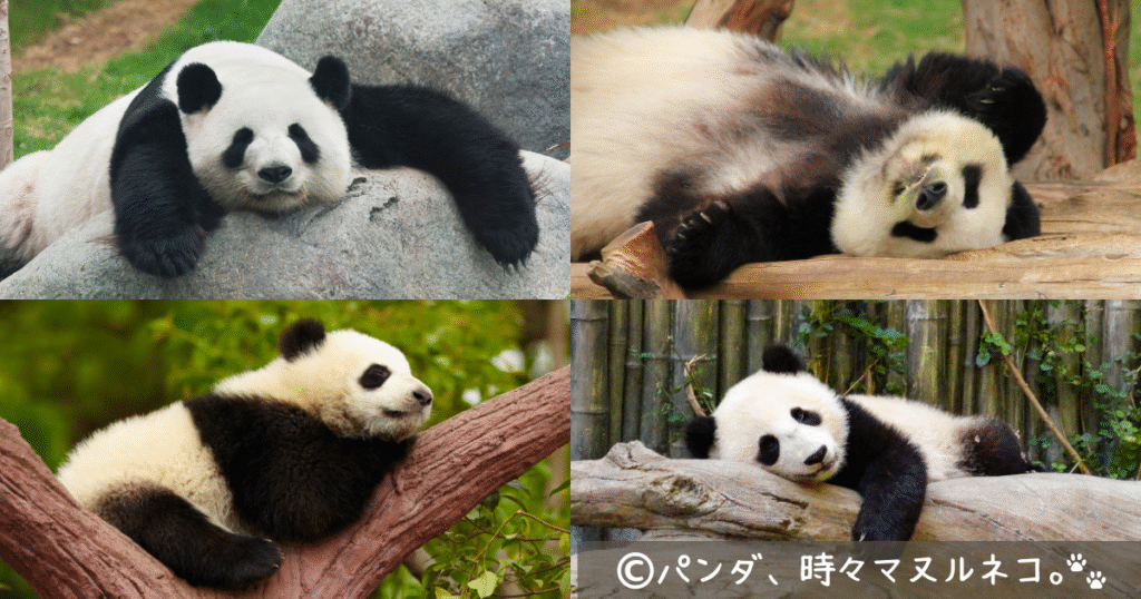 岩の上で平べったくなって、仰向けになって、木の上で…。パンダは寝姿もユニーク。