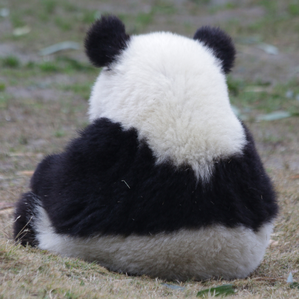 勉強熱心なパンダのアバター